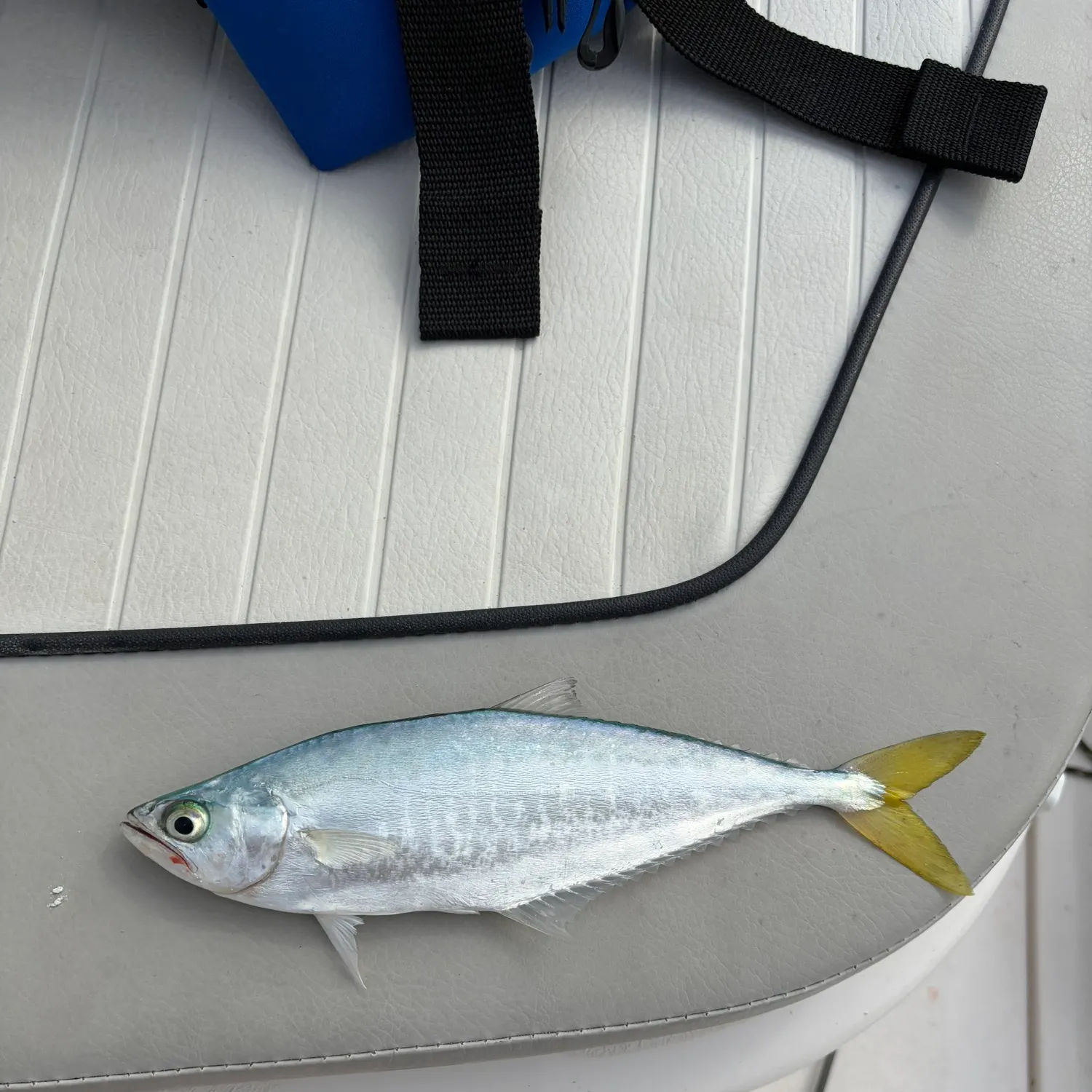 The most recent Leatherjack catches on Fishbrain