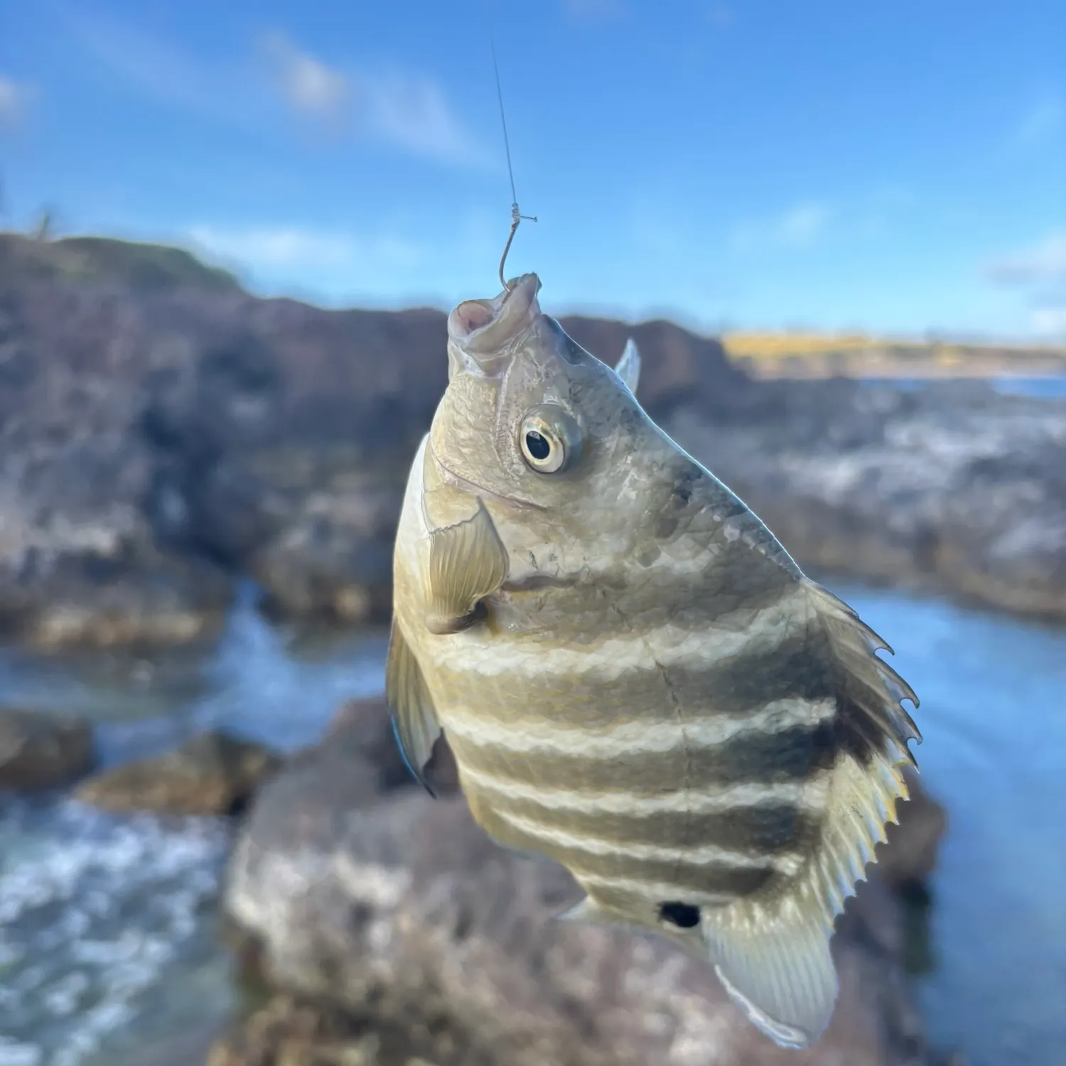 The most recent Blackspot sergeant catches on Fishbrain