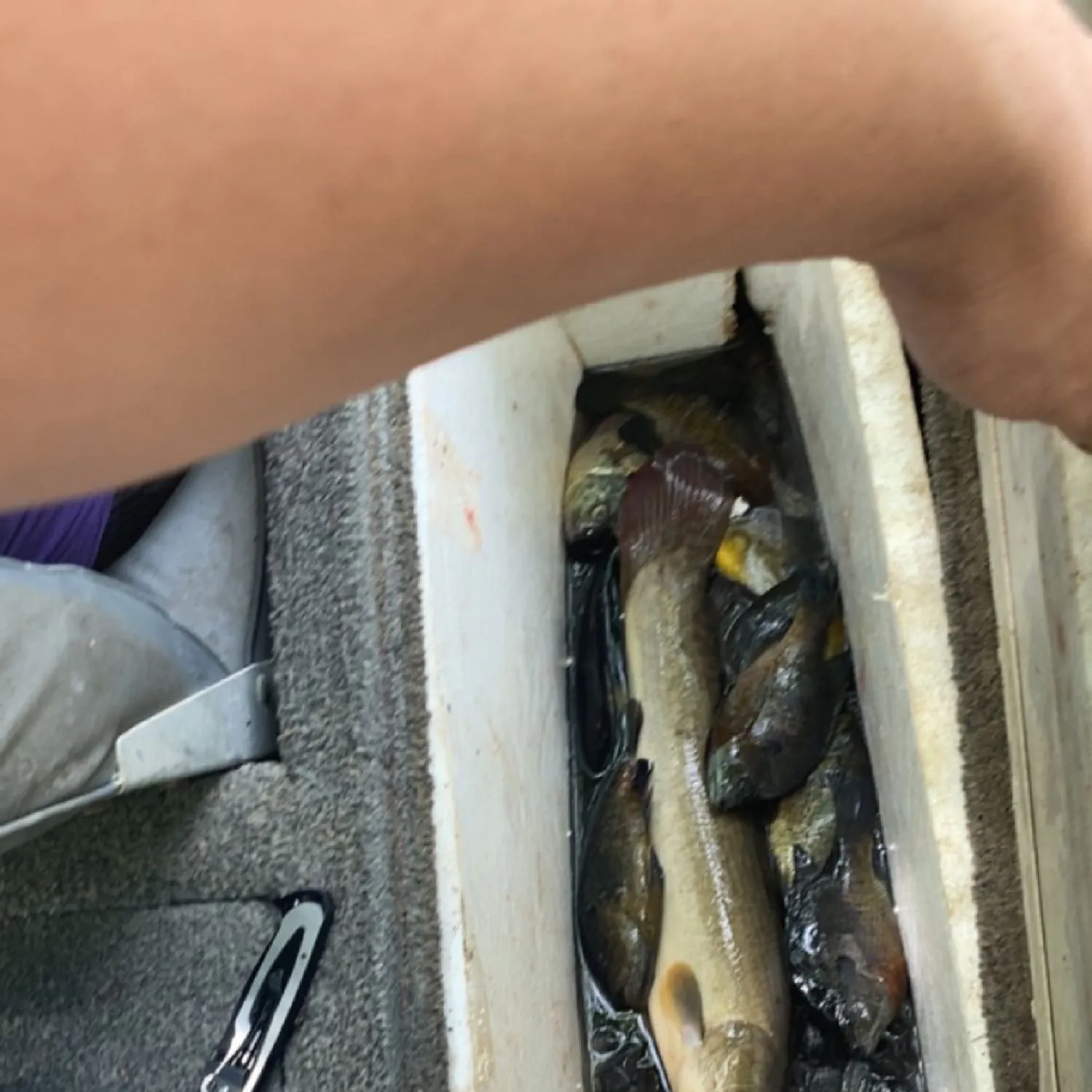 recently logged catches