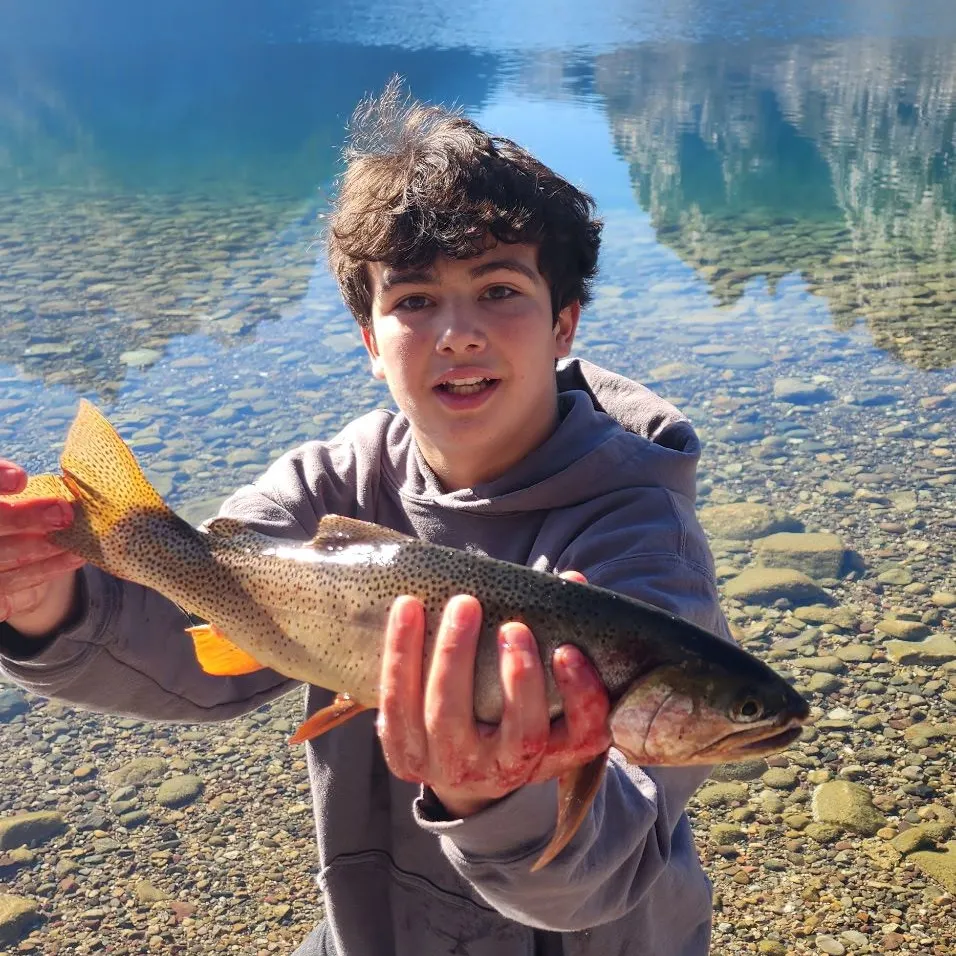 Snake River fine-spotted cutthroat trout caught on Fishbrain