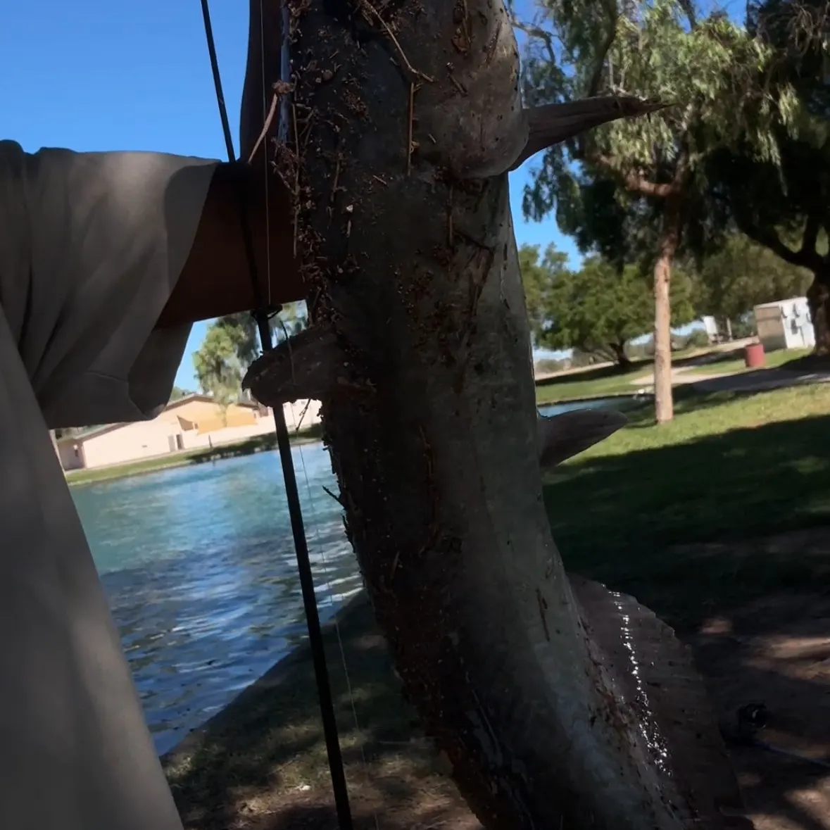 Channel catfish caught on Fishbrain
