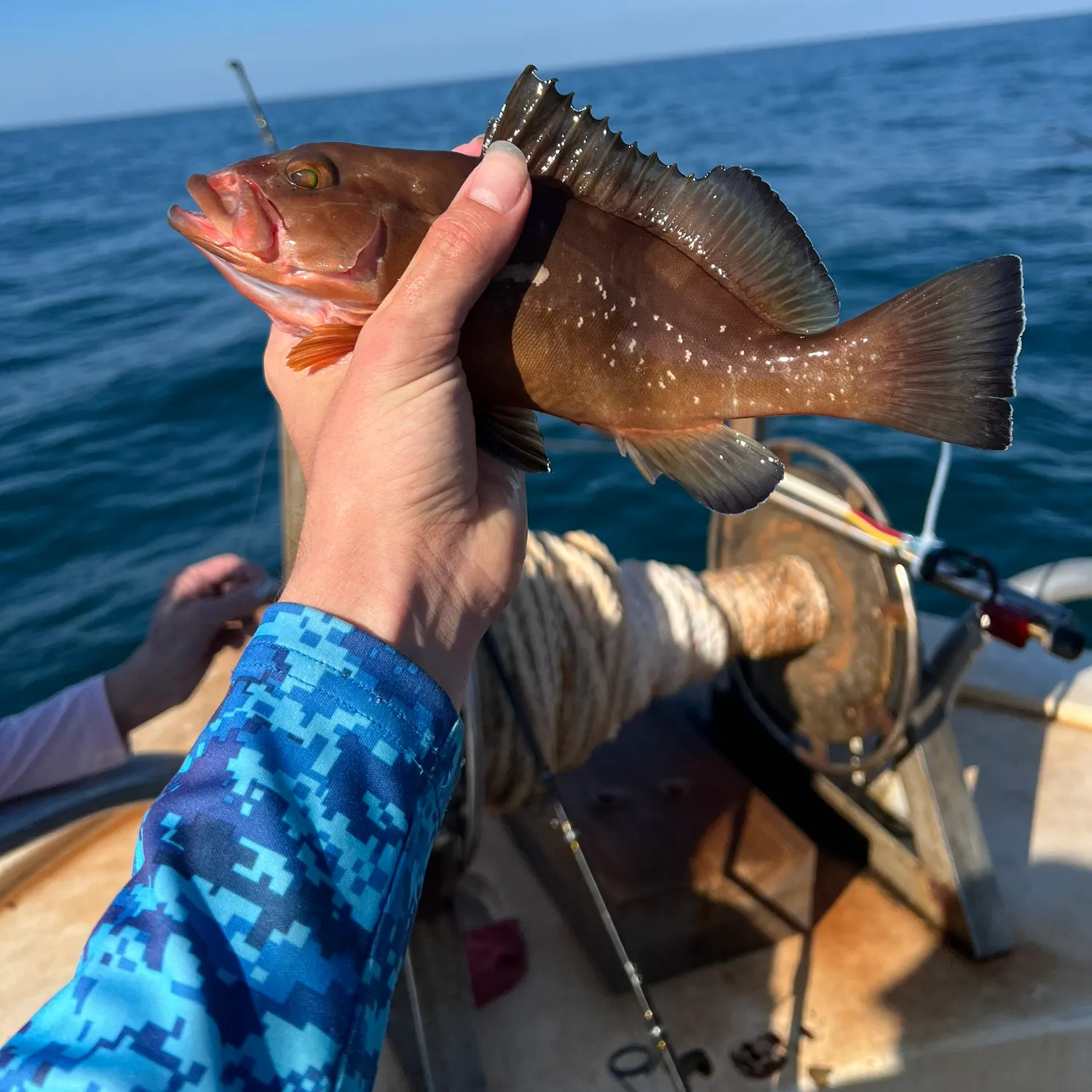 The most recent Red grouper catches on Fishbrain