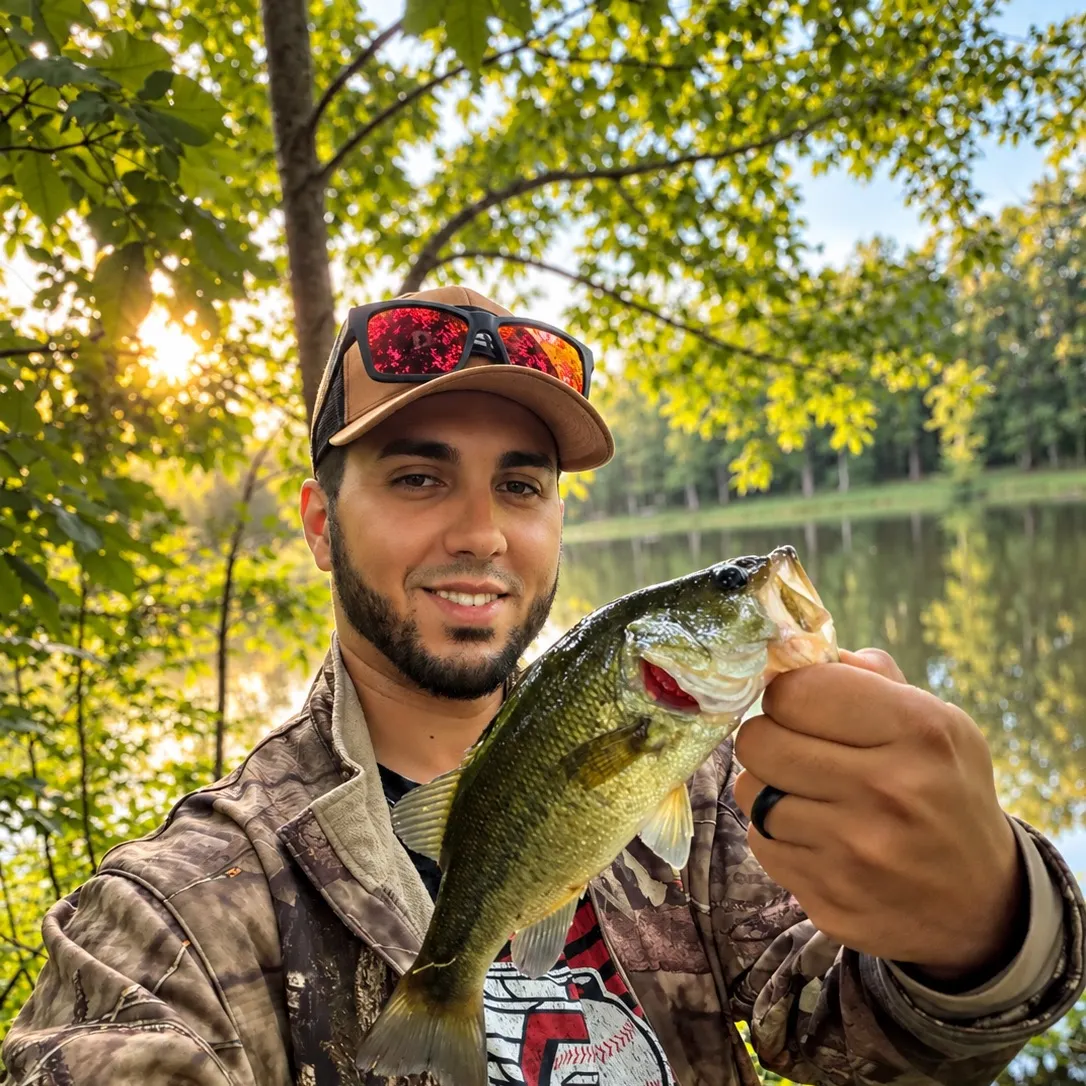 Largemouth bass caught on Fishbrain