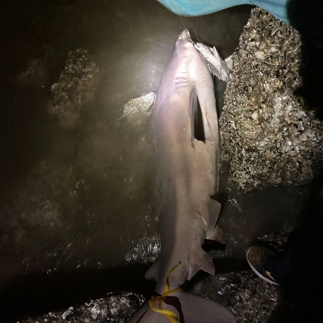 Sandbar shark caught on Fishbrain
