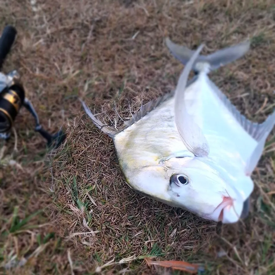 The most recent Indian threadfish catches on Fishbrain