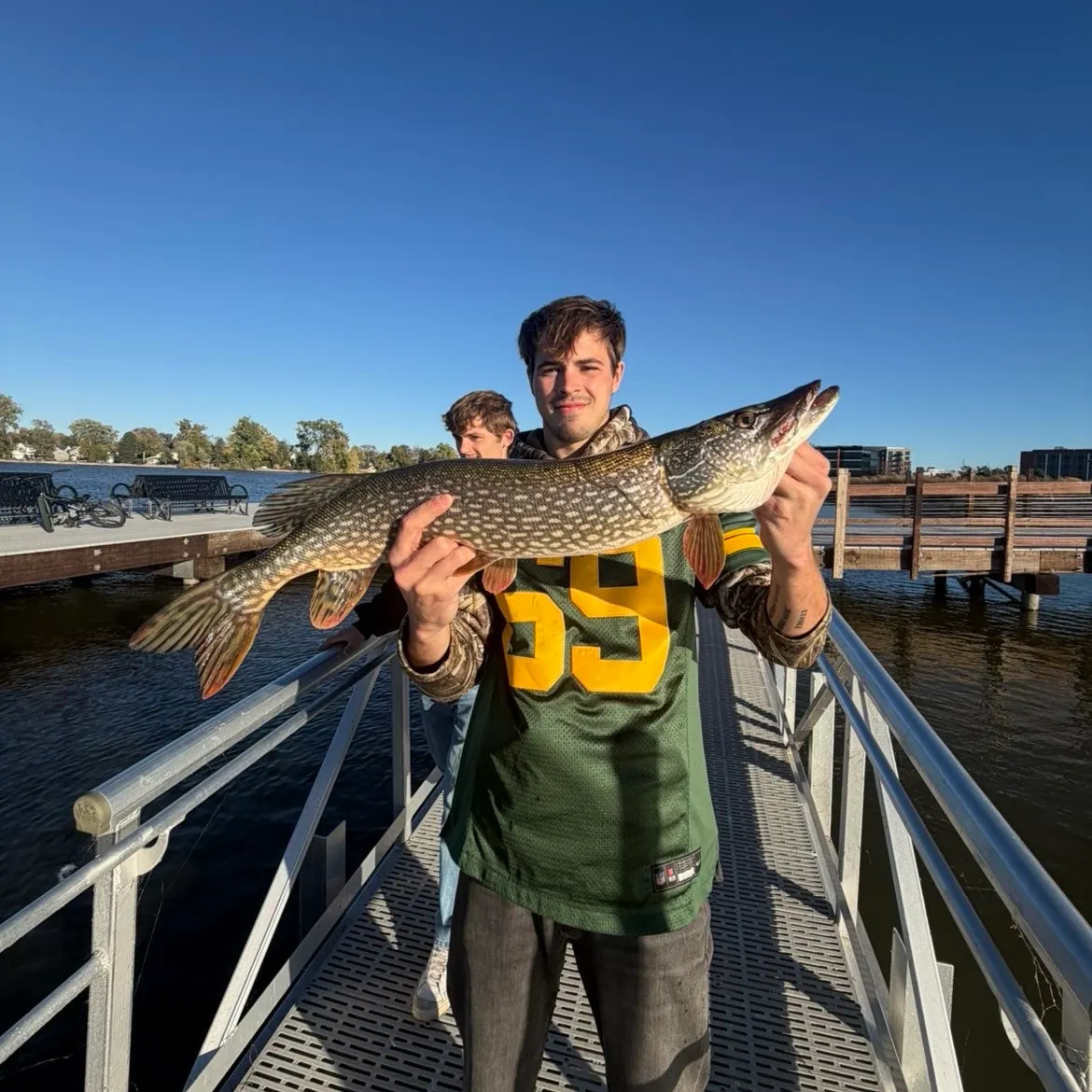 Northern pike caught on Fishbrain