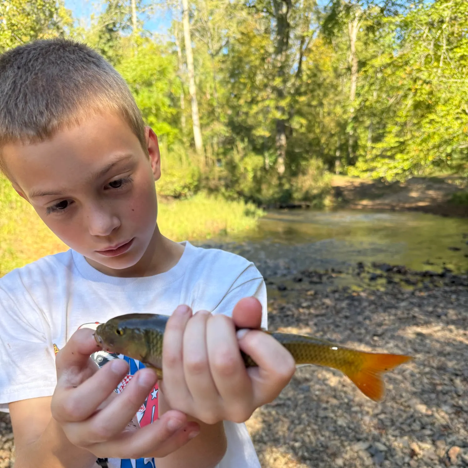 The most recent Golden redhorse catches on Fishbrain
