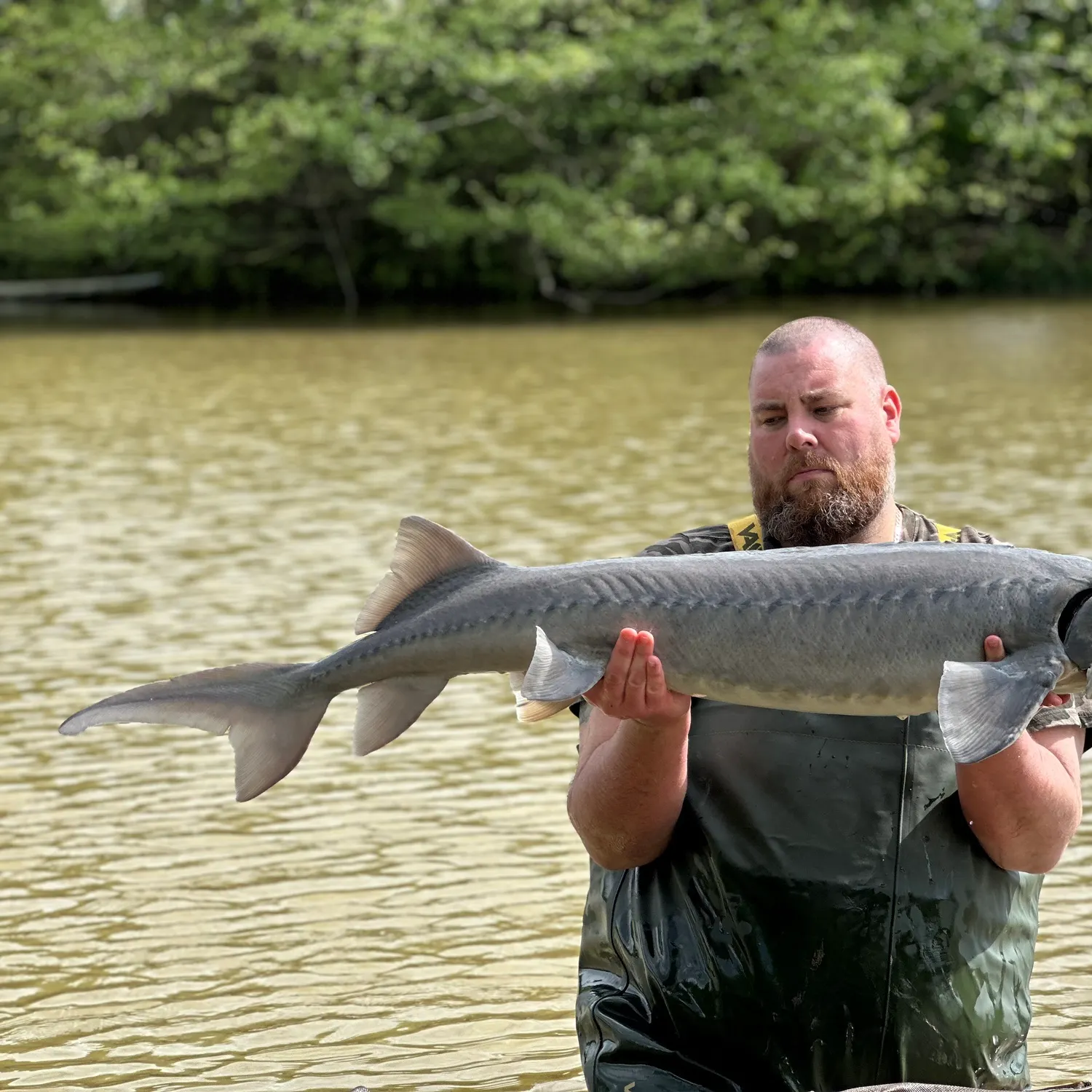 The most recent Siberian sturgeon catches on Fishbrain