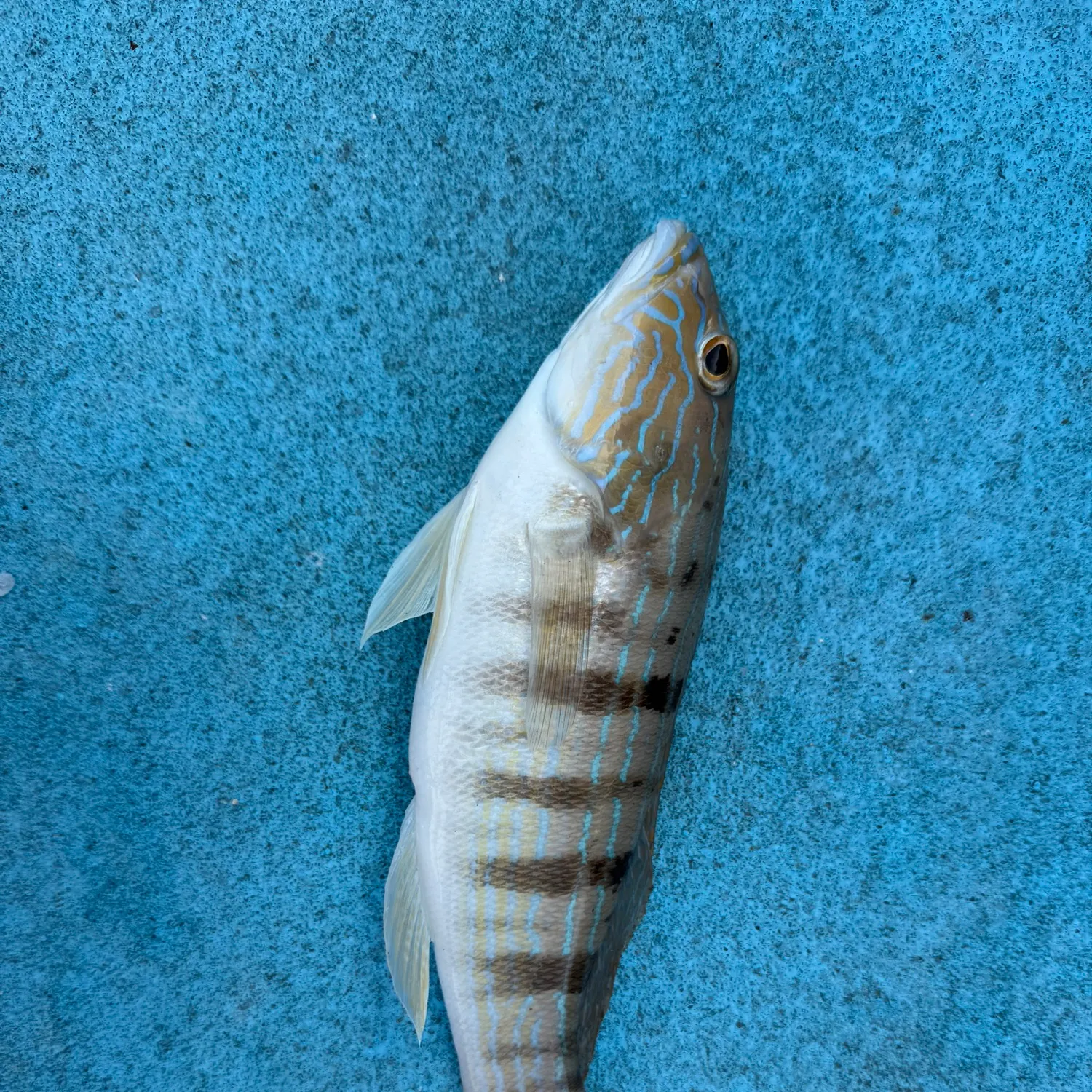 The most recent Sand perch catches on Fishbrain