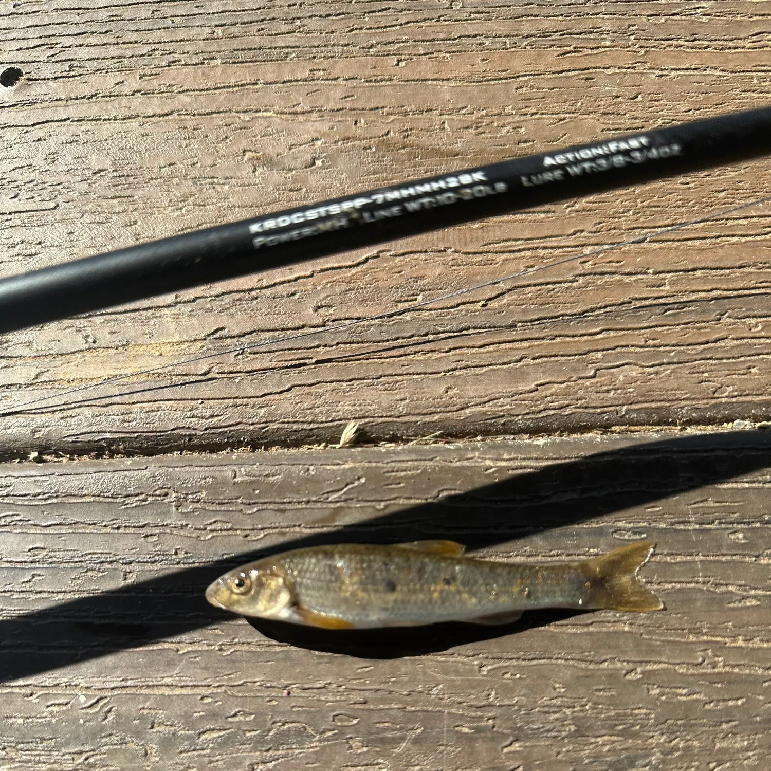 The most recent Golden shiner catches on Fishbrain