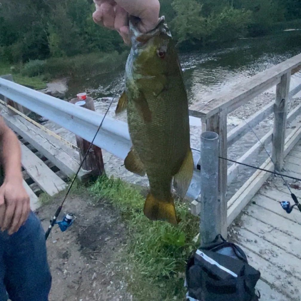 Smallmouth bass caught on Fishbrain