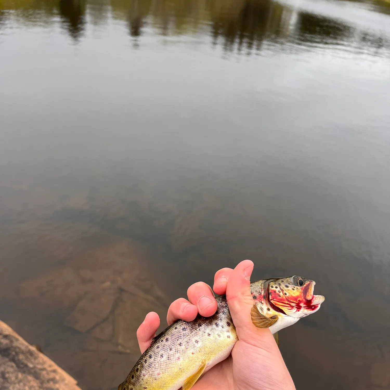 Brown trout caught on Fishbrain