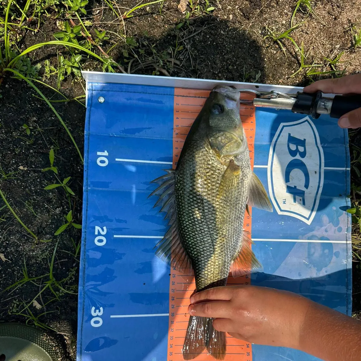 The most recent Australian bass catches on Fishbrain