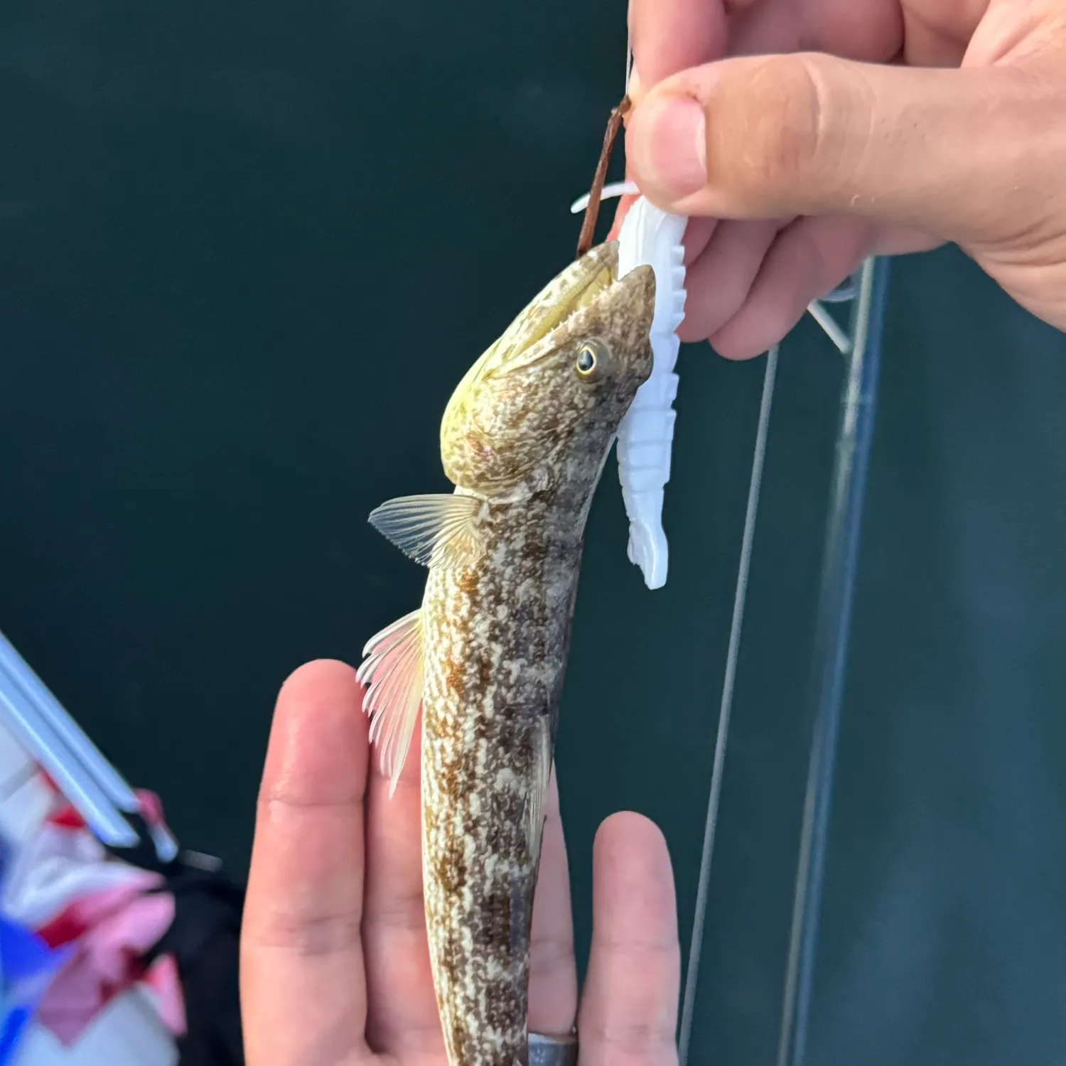 The most recent Inshore lizardfish catches on Fishbrain