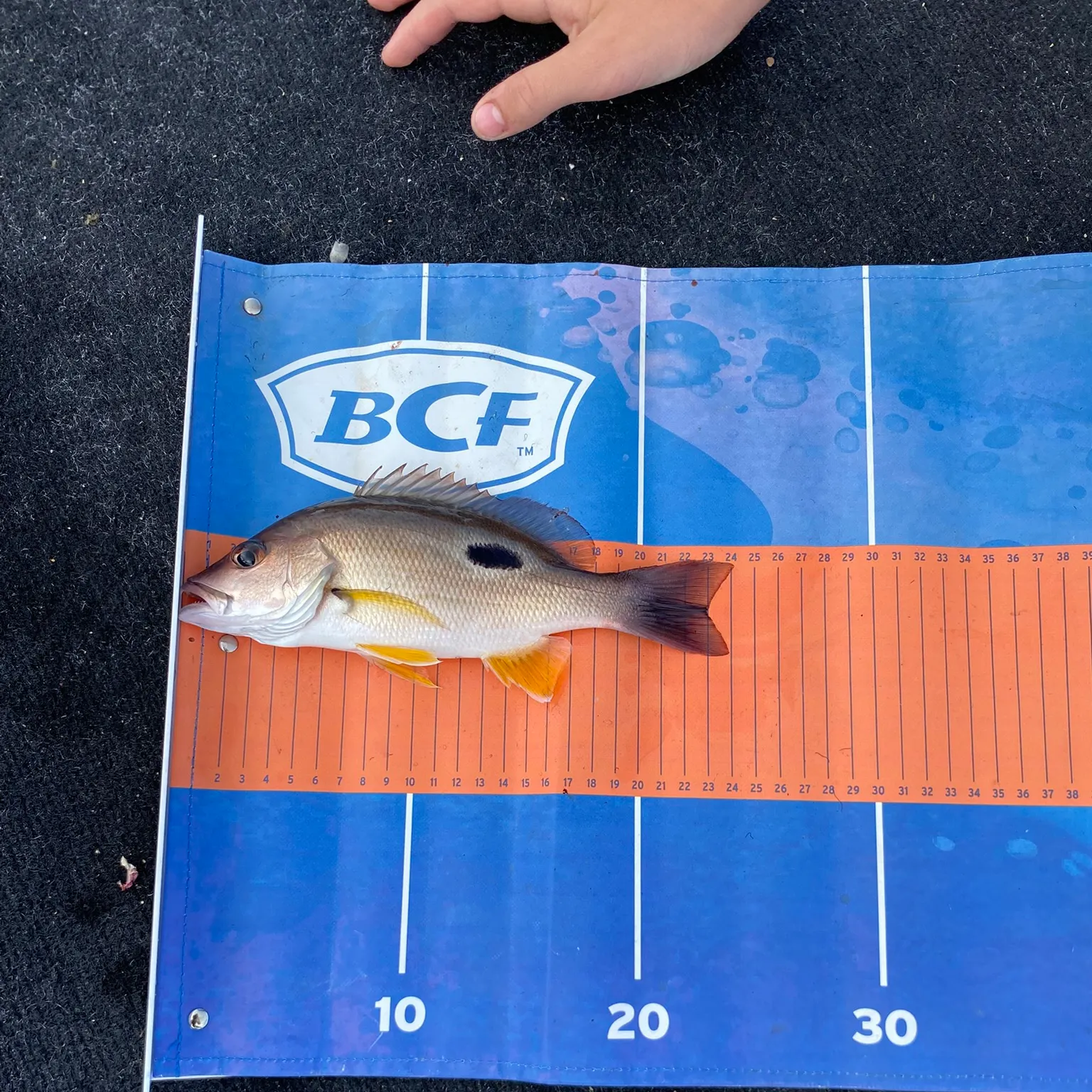 The most recent Moses perch catches on Fishbrain