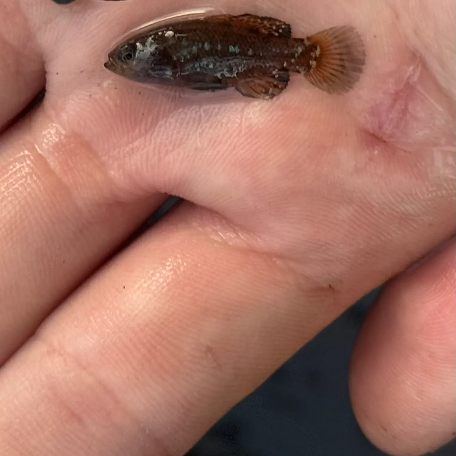 The most recent Everglades pygmy sunfish catches on Fishbrain