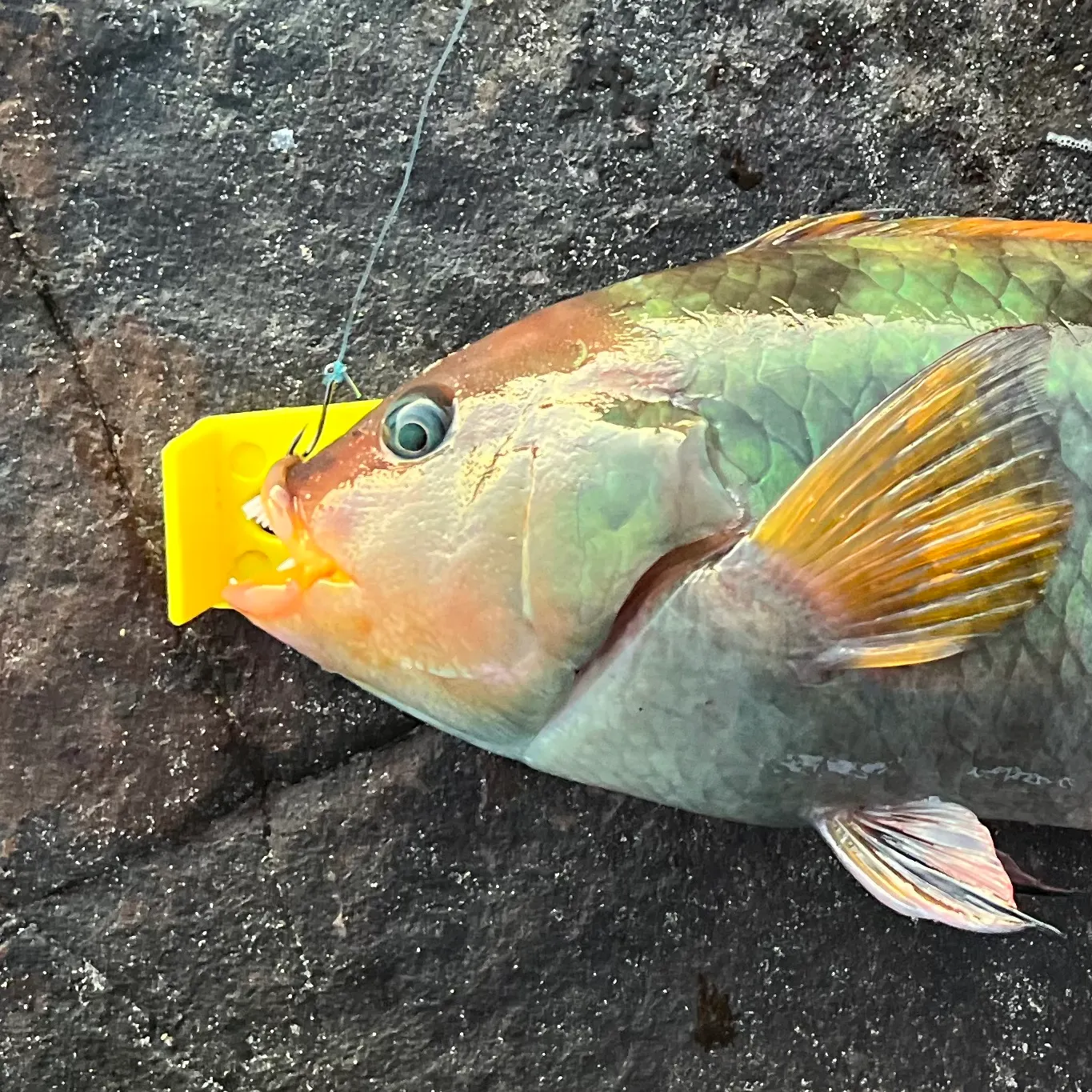 The most recent Crimsonbanded wrasse catches on Fishbrain