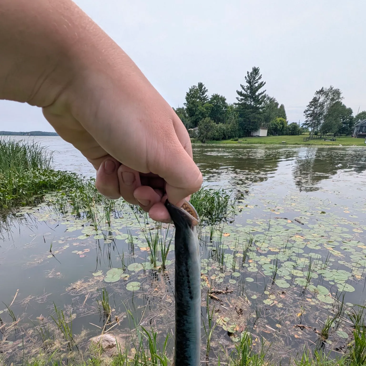 The most recent Sea lamprey catches on Fishbrain