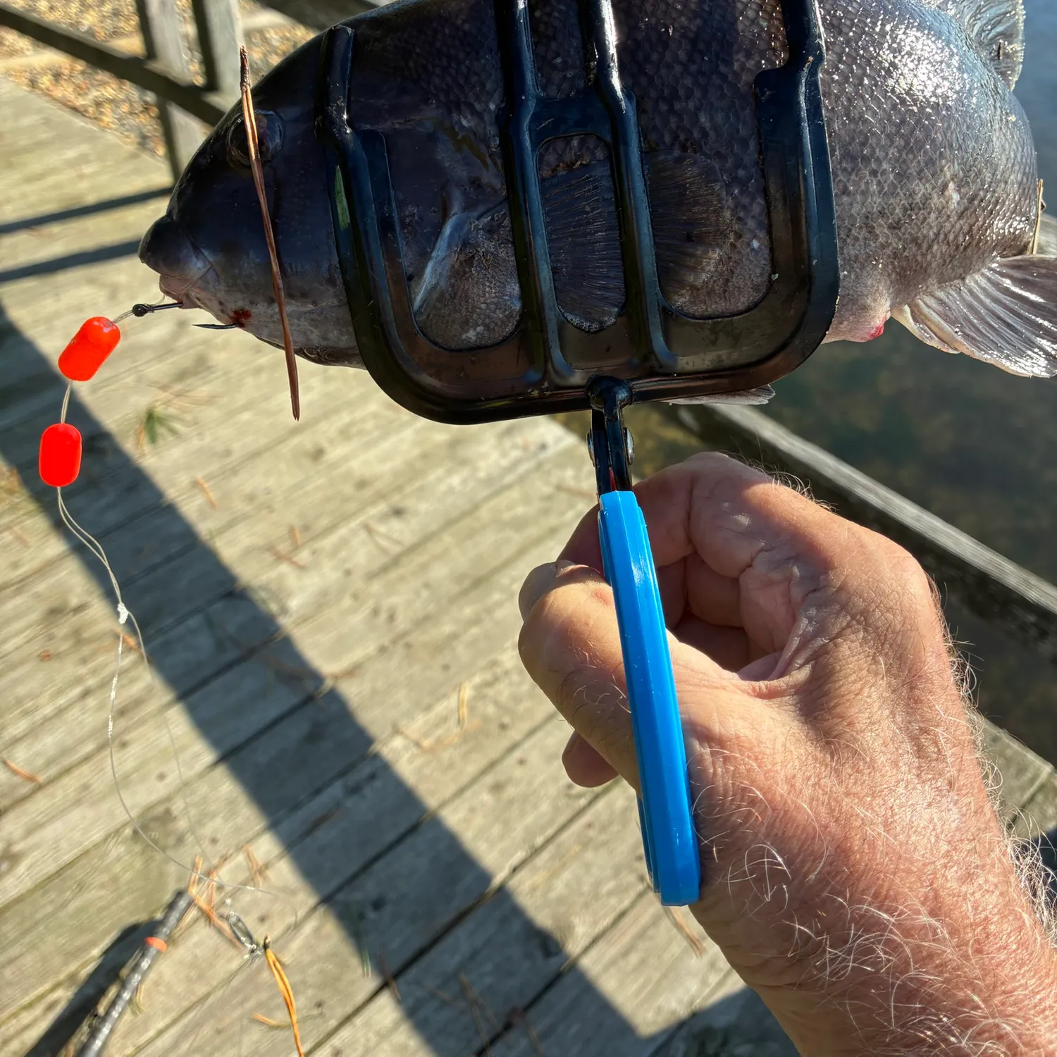 Tautog caught on Fishbrain