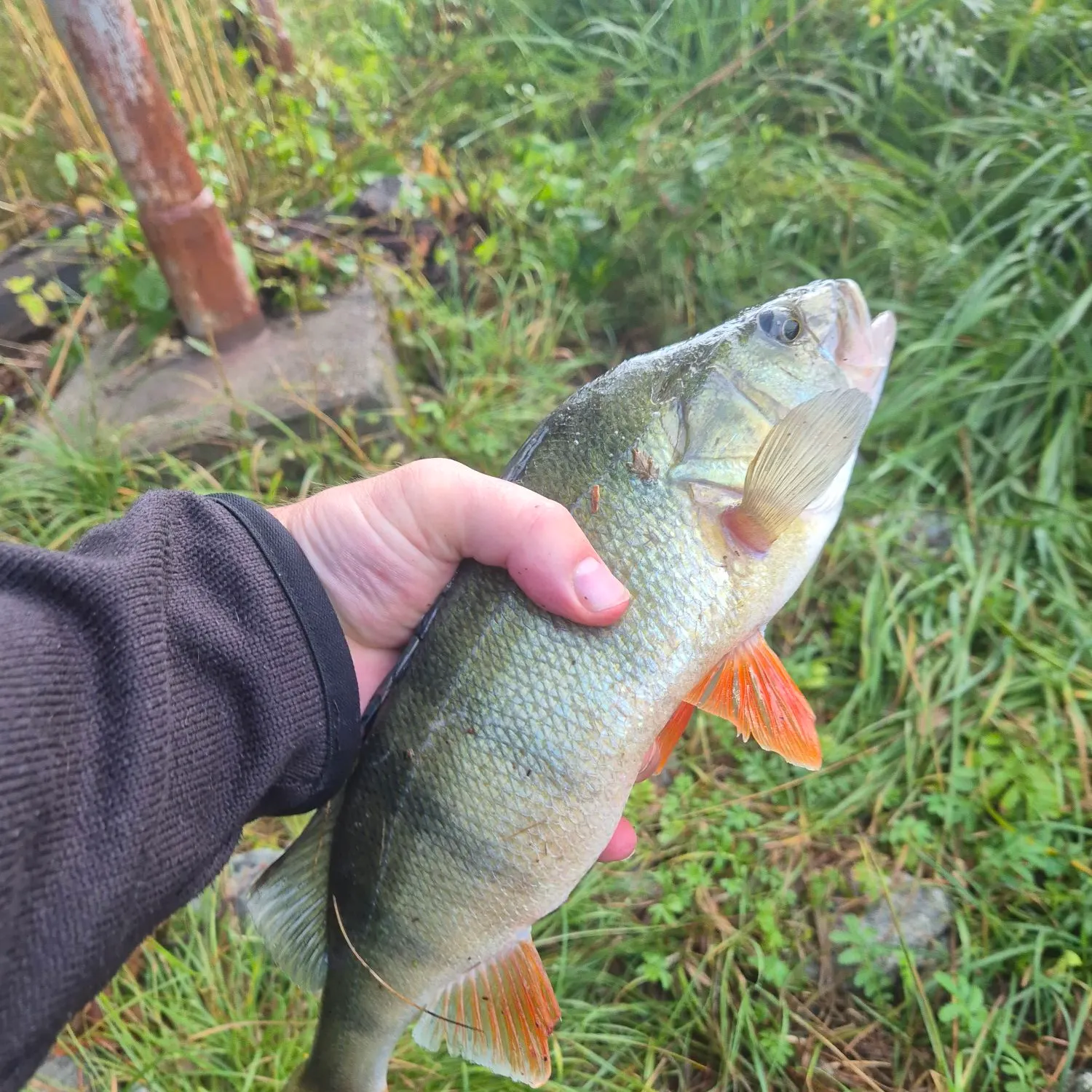 European perch caught on Fishbrain
