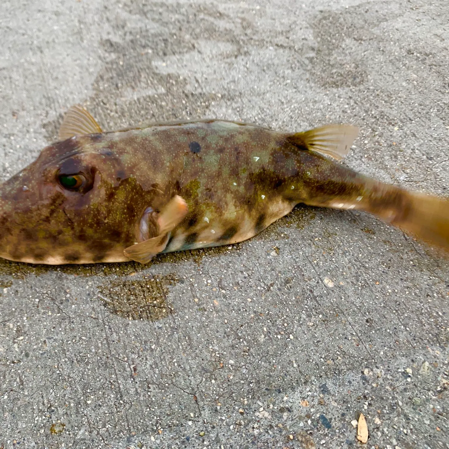 angler catch