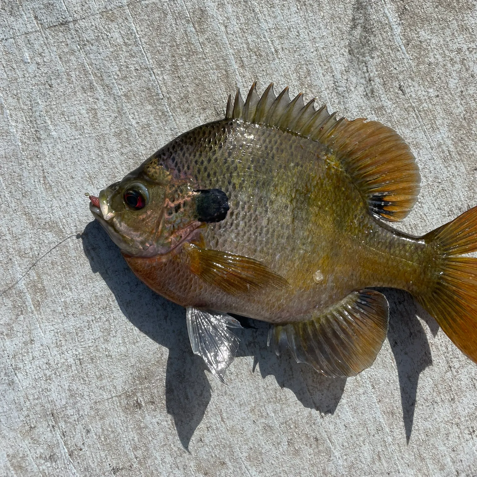 The most recent Bluegill catches on Fishbrain