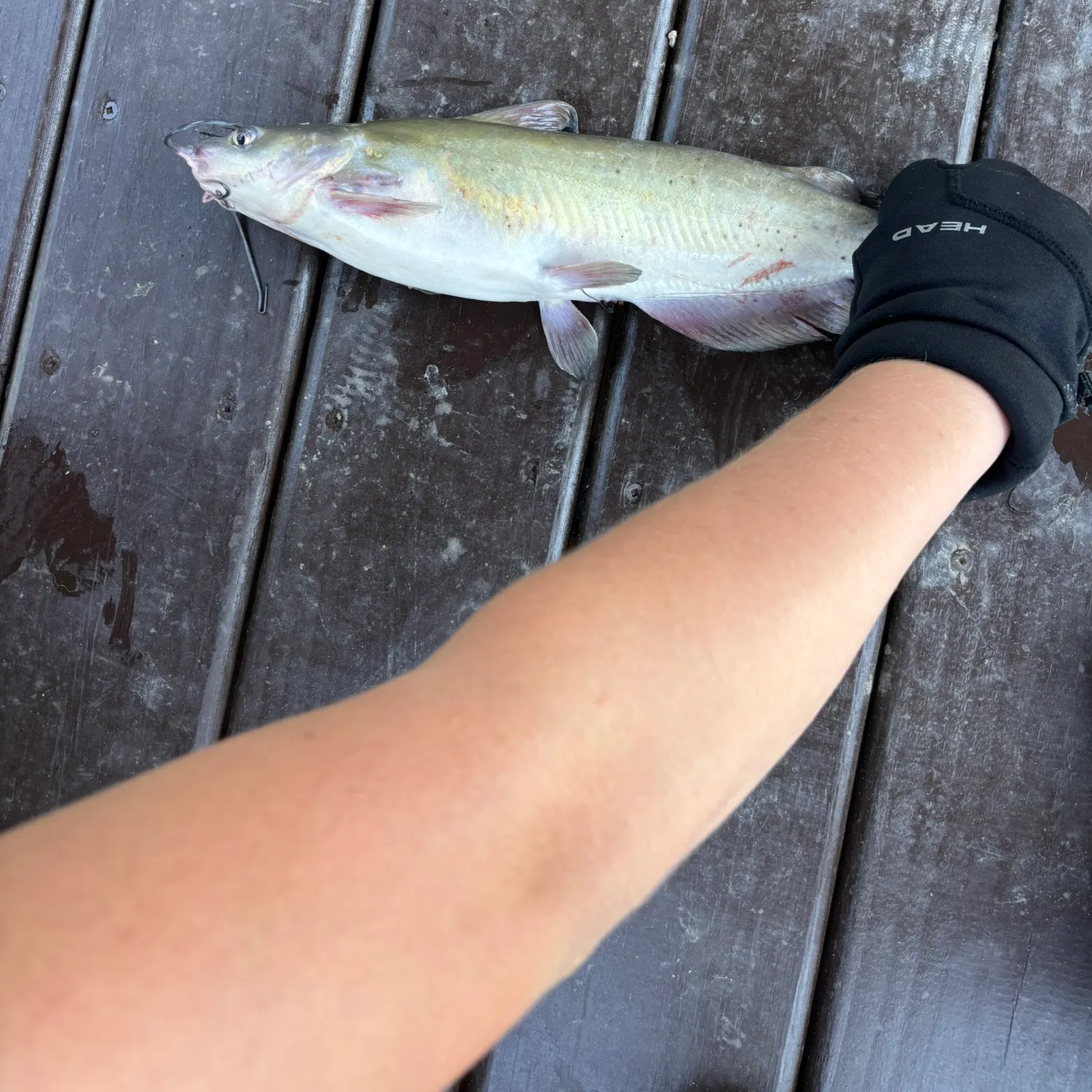Channel catfish caught on Fishbrain