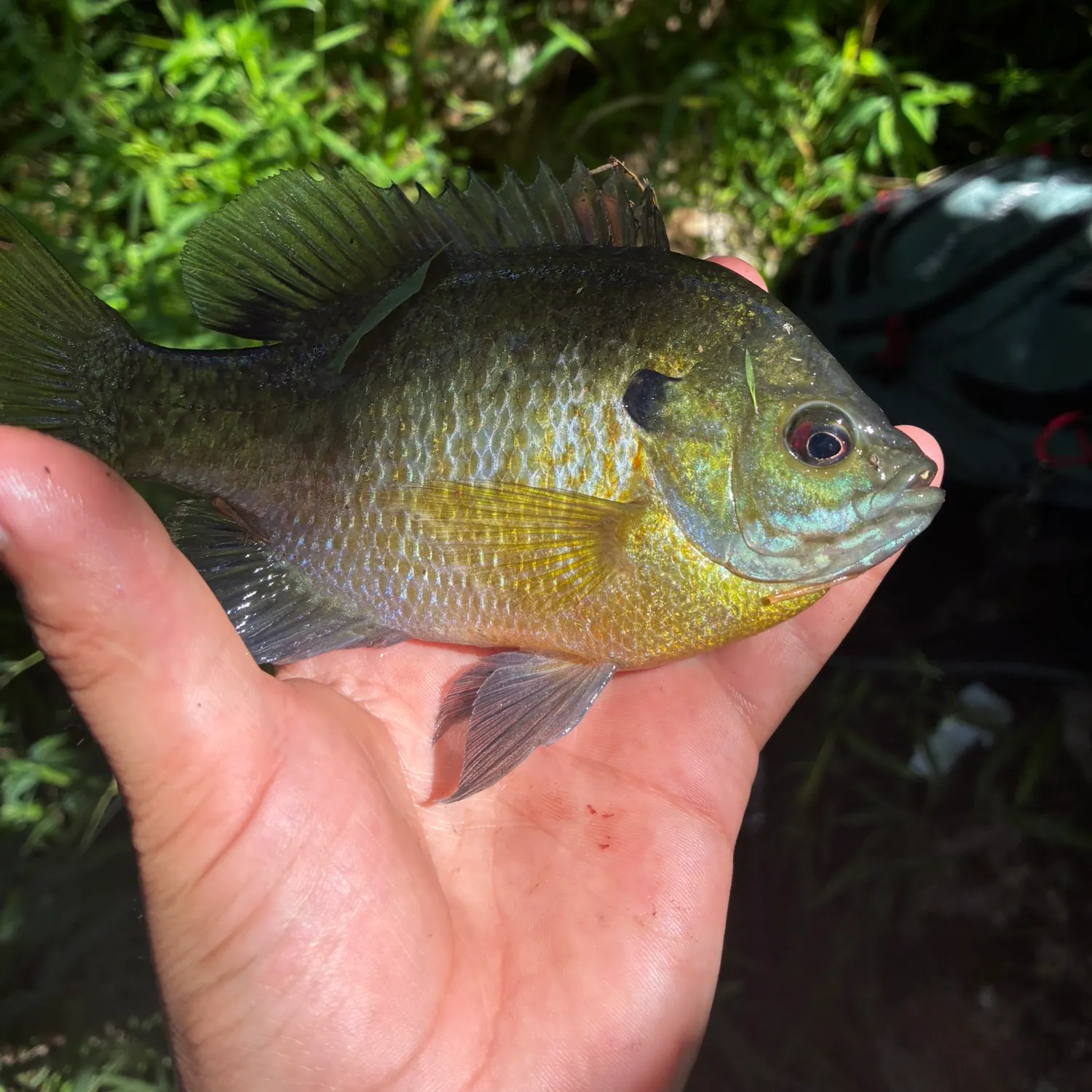 Bluegill caught on Fishbrain