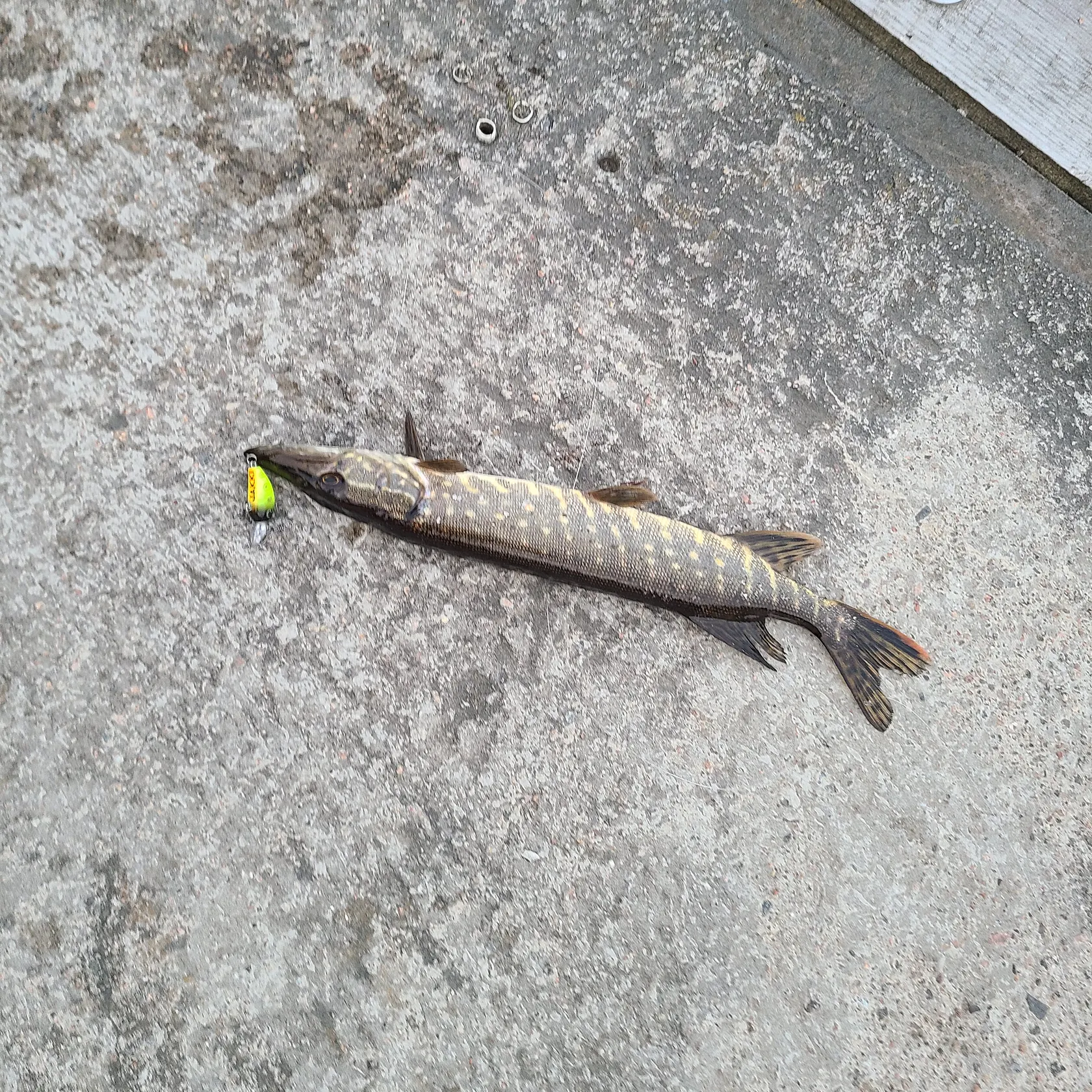 Northern pike caught on Fishbrain