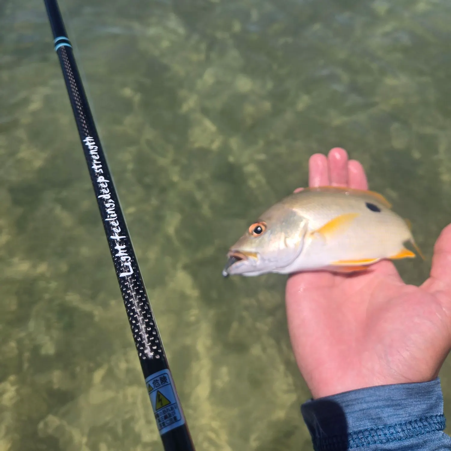The most recent One-spot snapper catches on Fishbrain