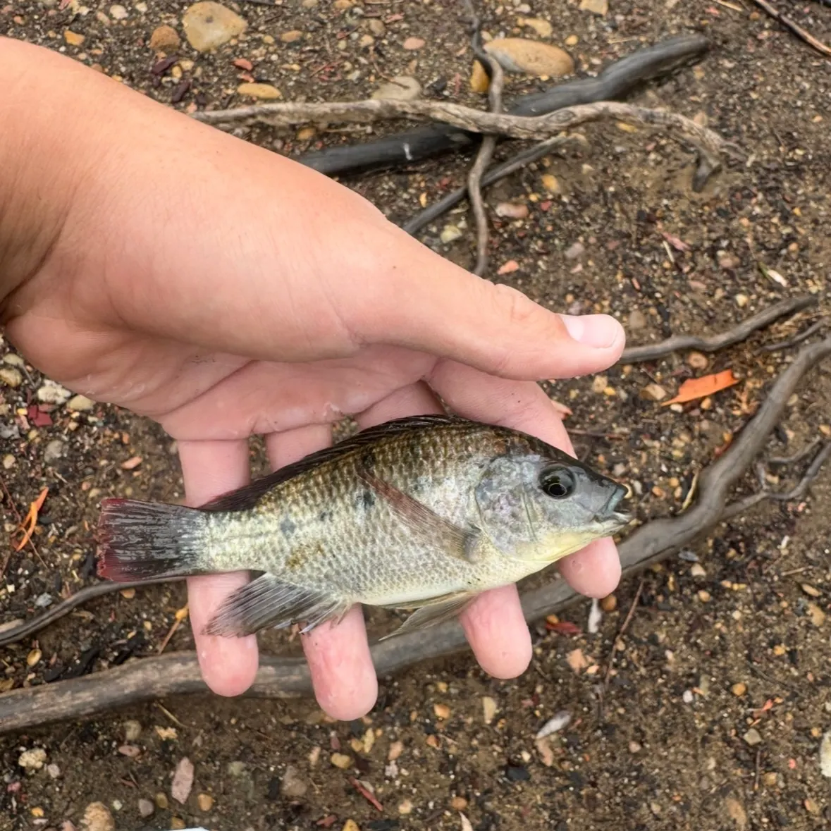 The most recent Mozambique tilapia catches on Fishbrain