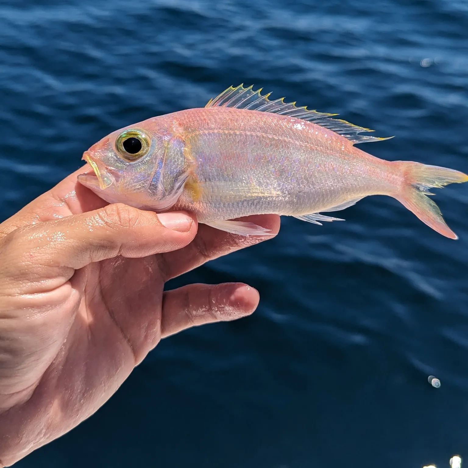 The most recent Wenchman snapper catches on Fishbrain