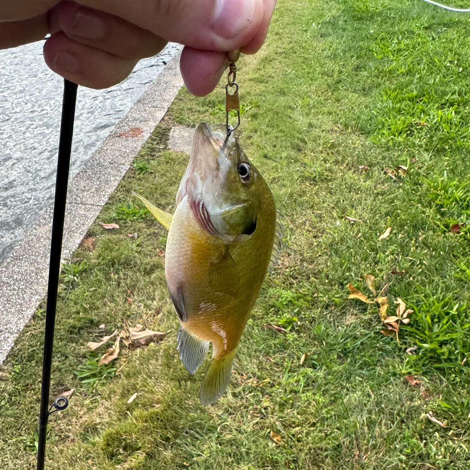 Bluegill caught on Fishbrain