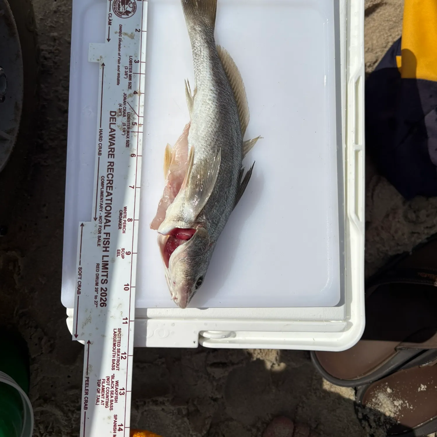Northern kingcroaker caught on Fishbrain