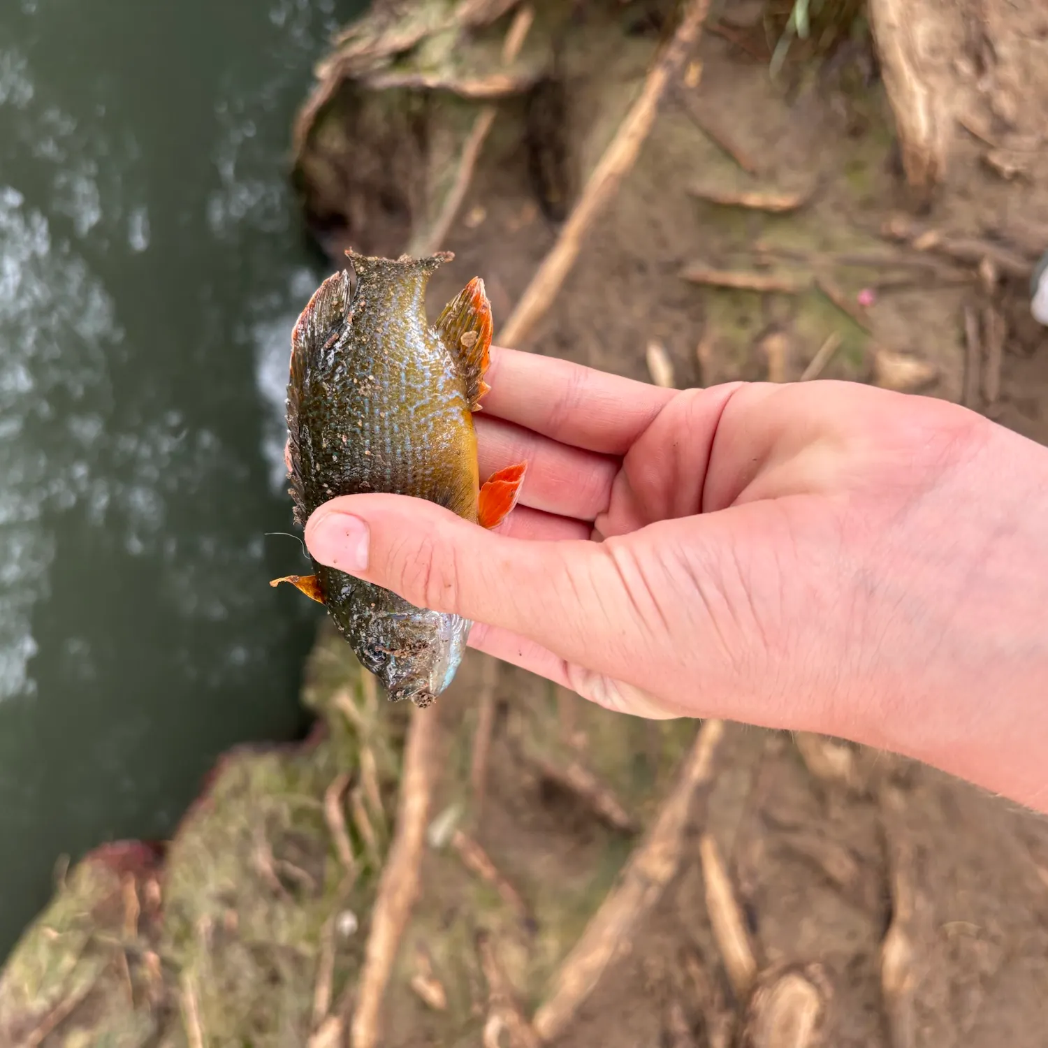 Greengill hybrid caught on Fishbrain
