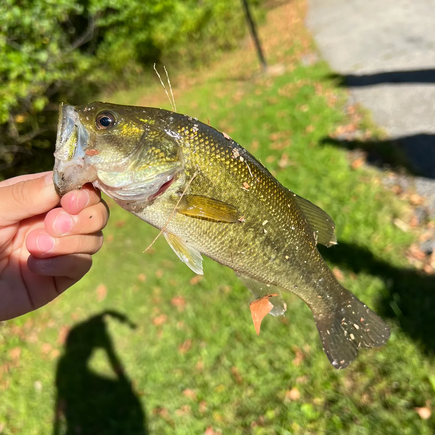 Fish caught on Fishbrain