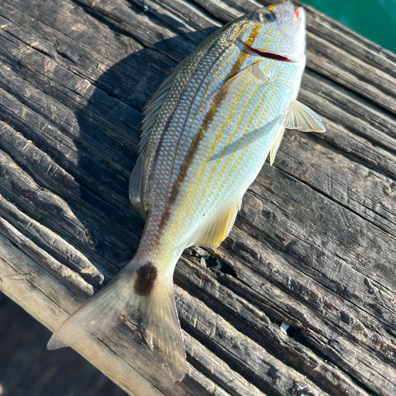 The most recent Tomtate grunt catches on Fishbrain