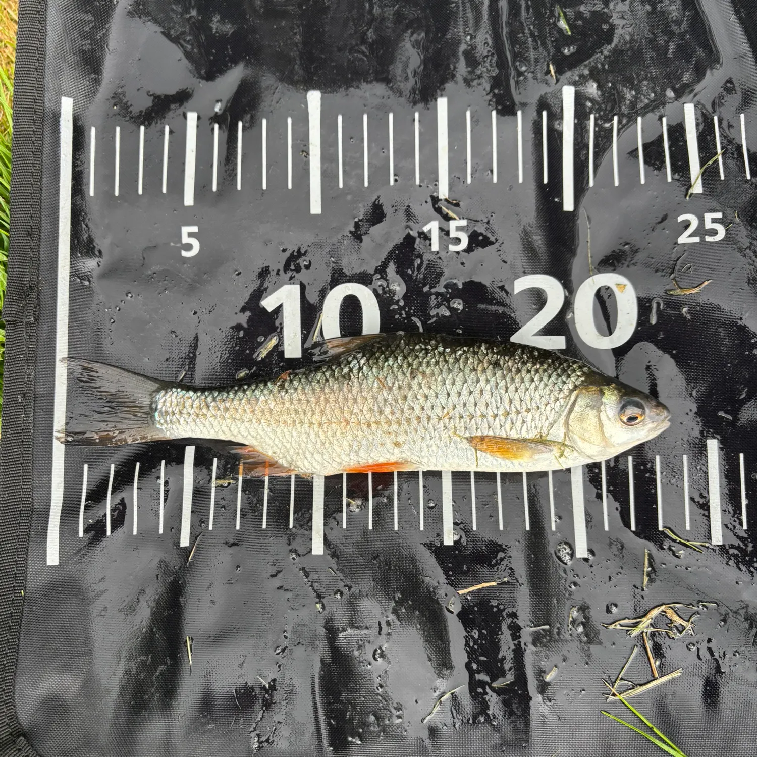 Ide caught on Fishbrain