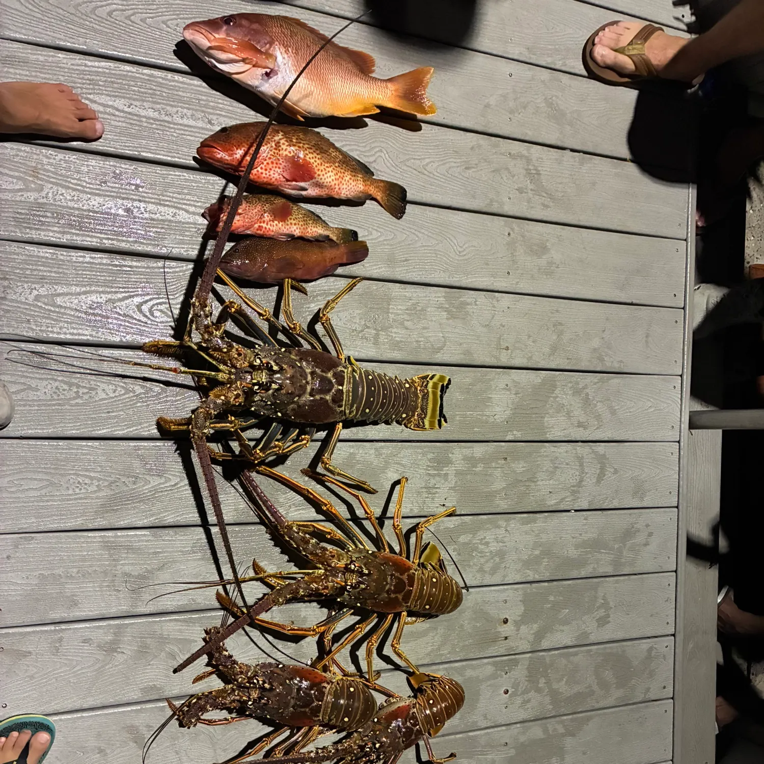 The most recent Caribbean spiny lobster catches on Fishbrain