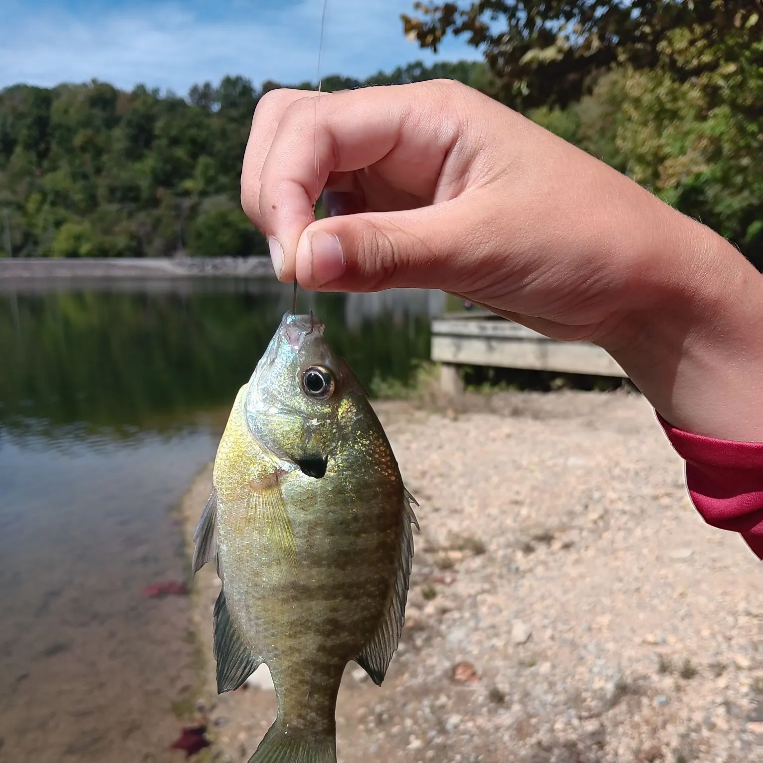 Bluegill caught on Fishbrain