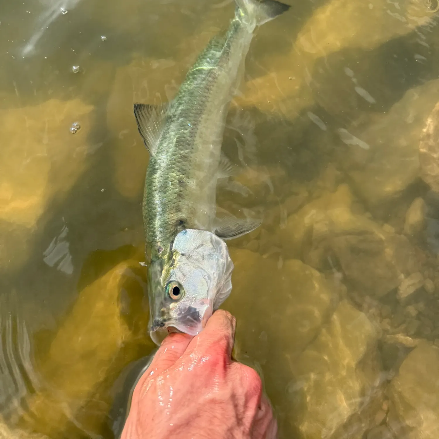The most recent Skipjack herring catches on Fishbrain