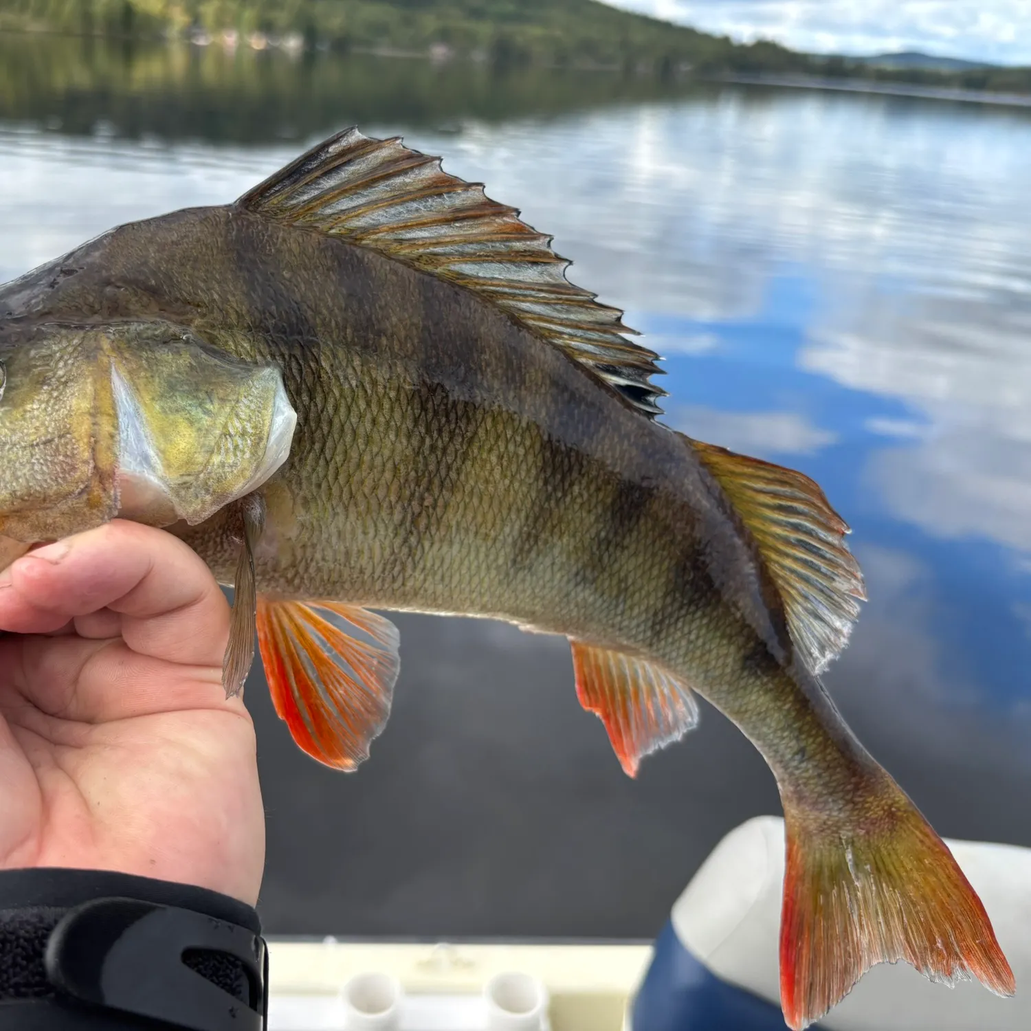 European perch caught on Fishbrain