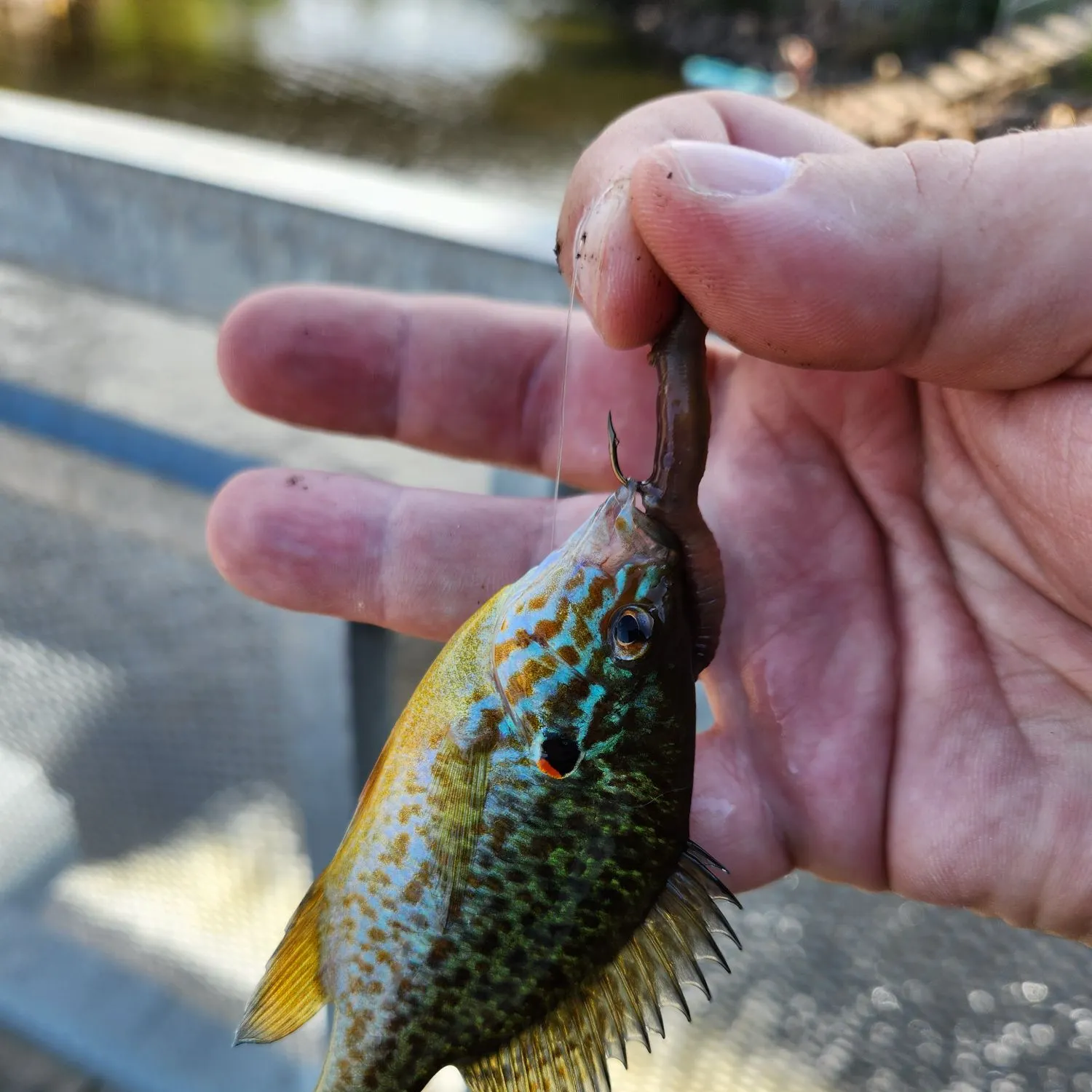 catch