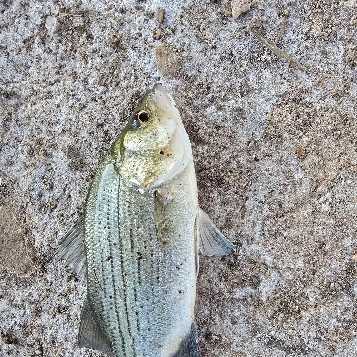 White bass caught on Fishbrain