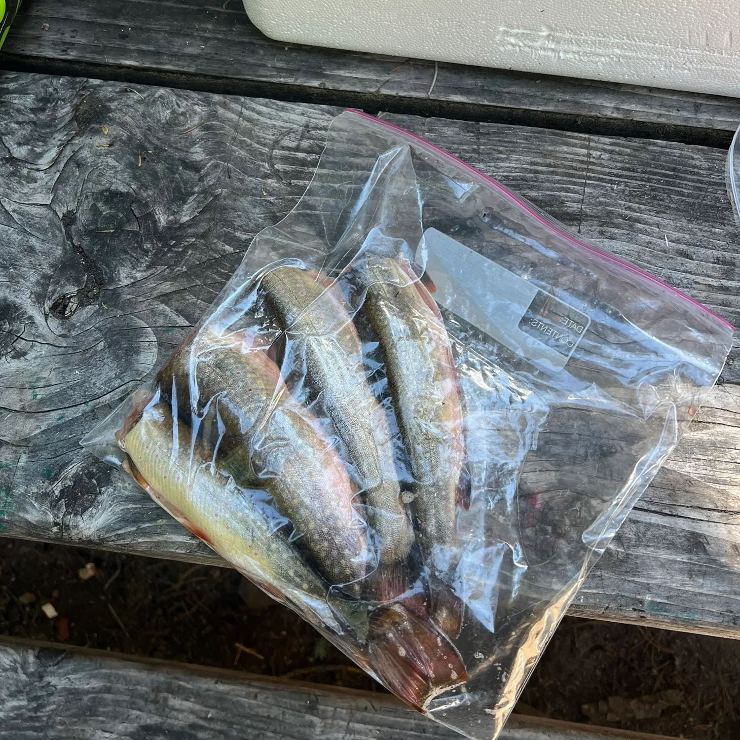 recently logged catches