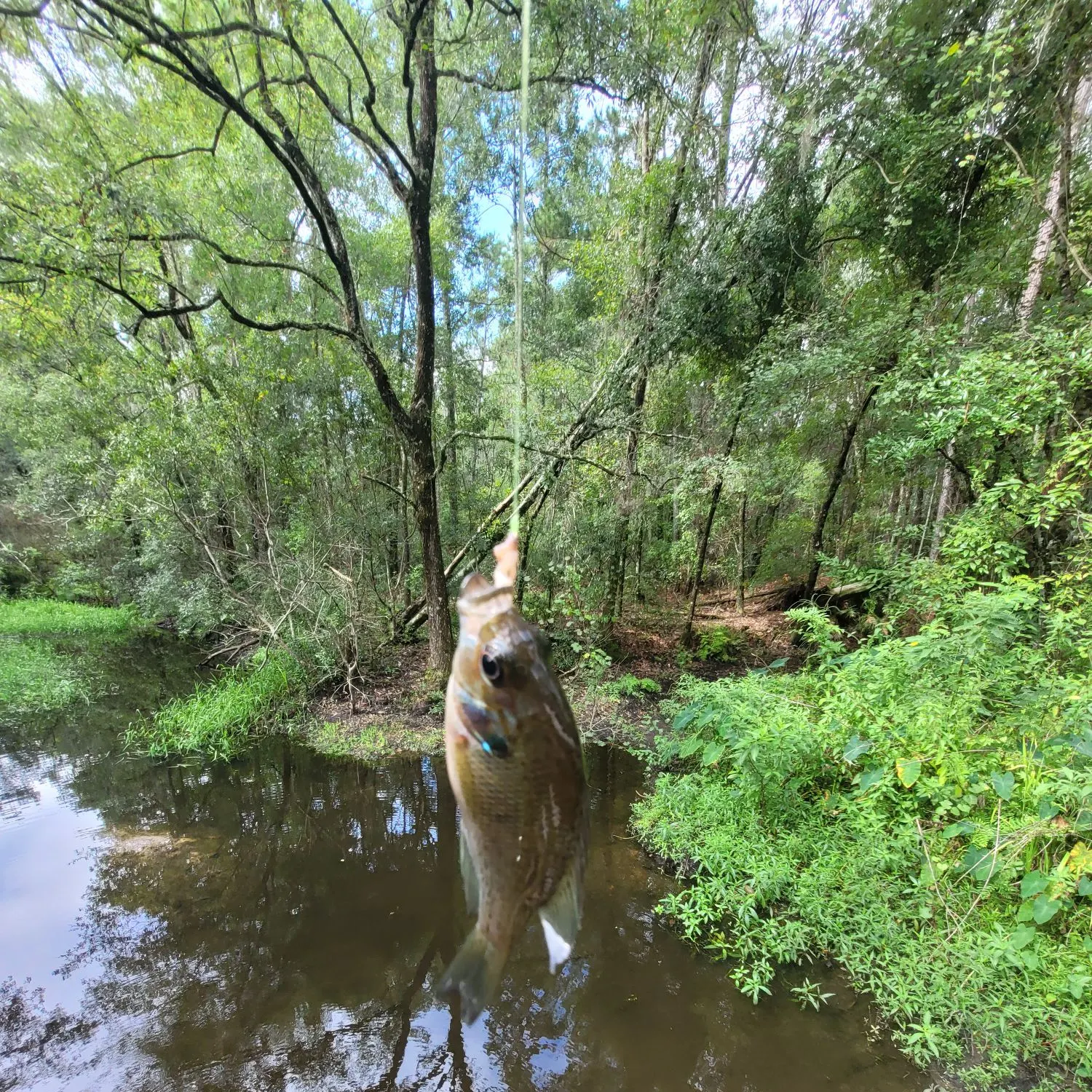 The most recent Bluegill x longear sunfish catches on Fishbrain