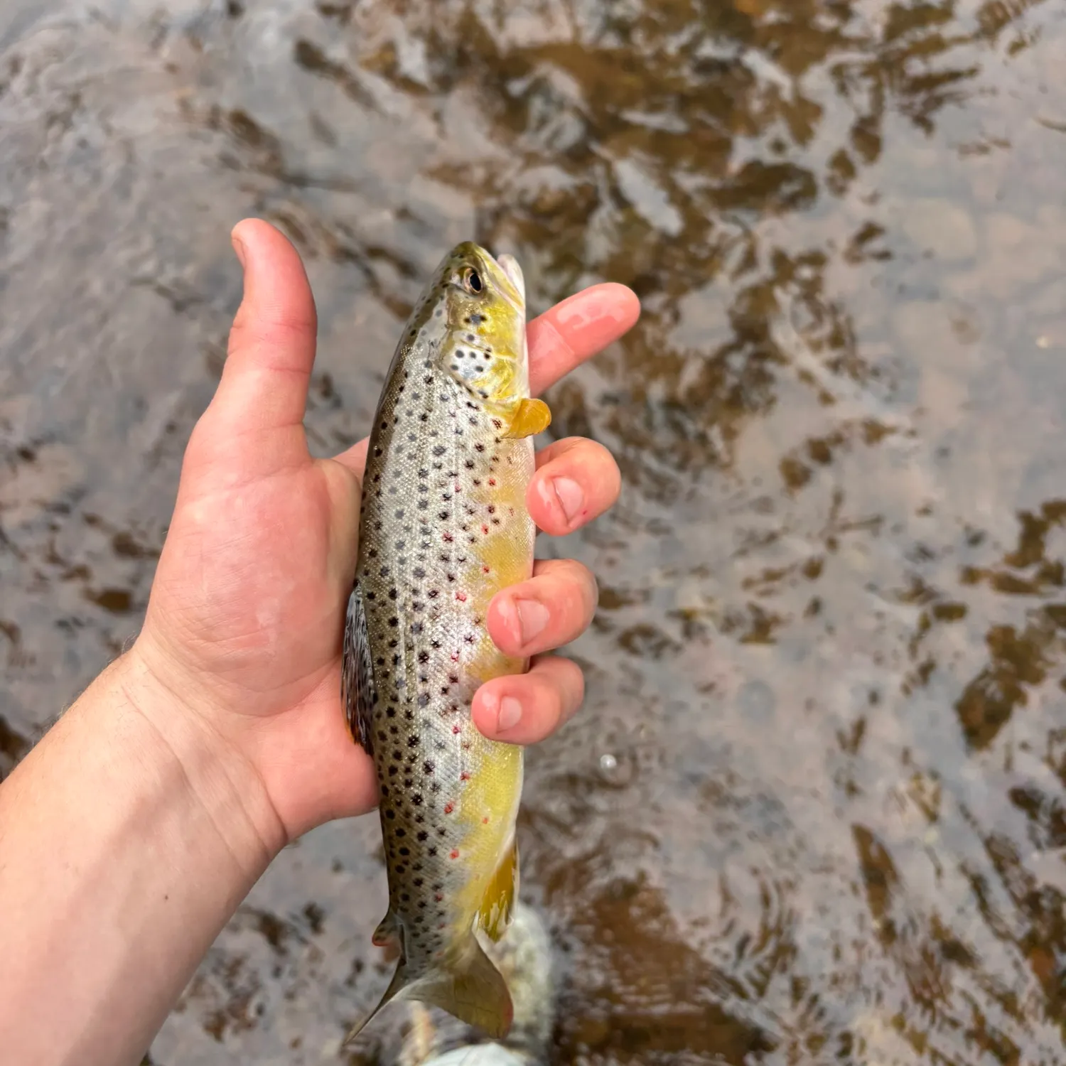 Brown trout caught on Fishbrain