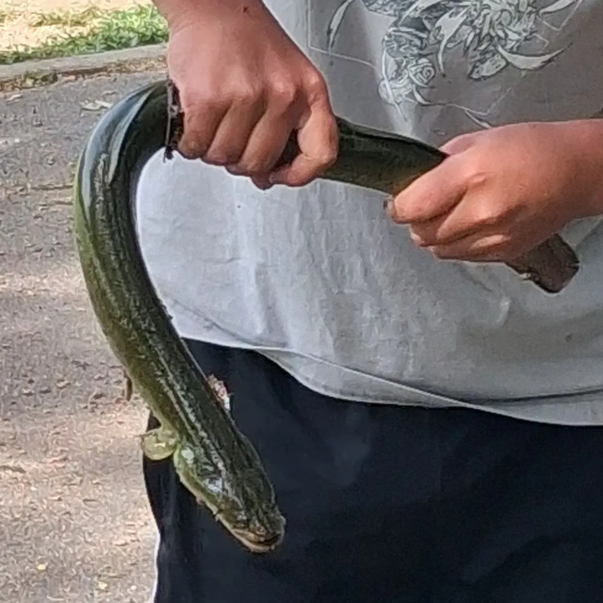 American eel caught on Fishbrain