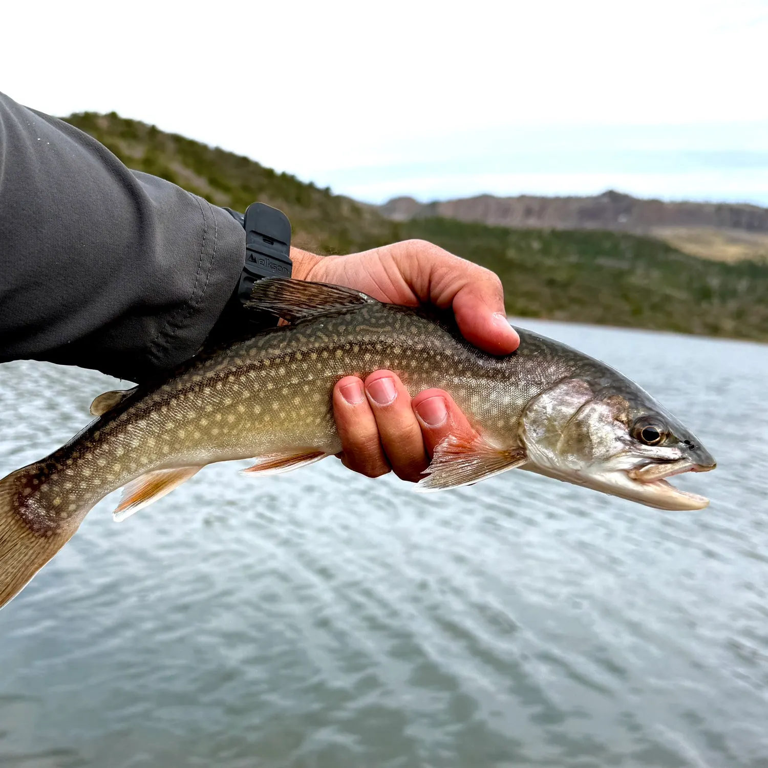 The most recent Splake catches on Fishbrain