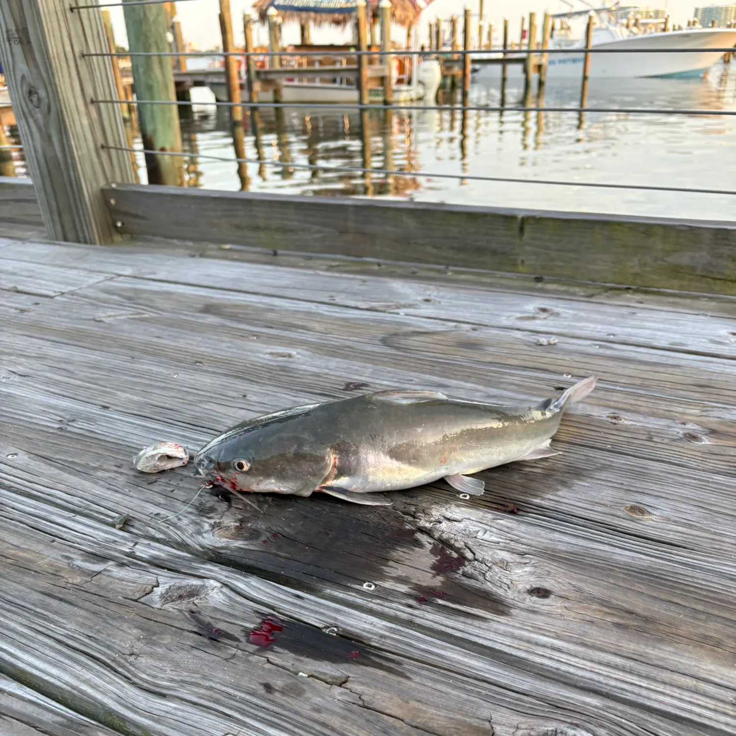 Hardhead sea catfish caught on Fishbrain
